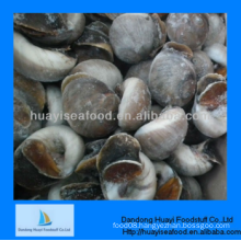 new frozen high quality moon snail low price